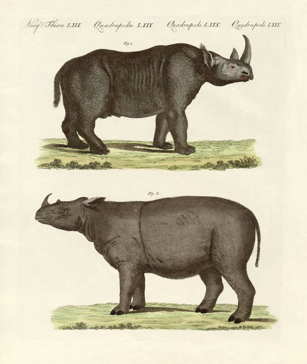 Large Four-Footed Mammals by German School