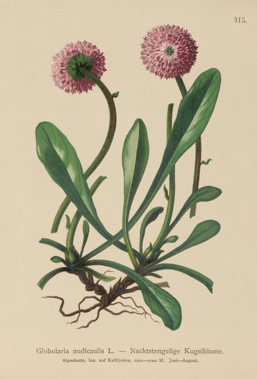 Leafless Stemmed Globularia by German School