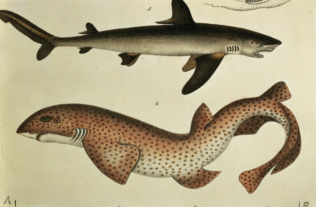 Dogfish Shark Drawing Dogfish Stock Illustrations – 194 Dogfish