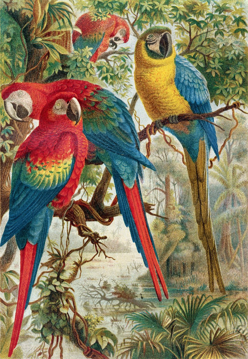Macaws, plate from Brehms Tierleben by German School
