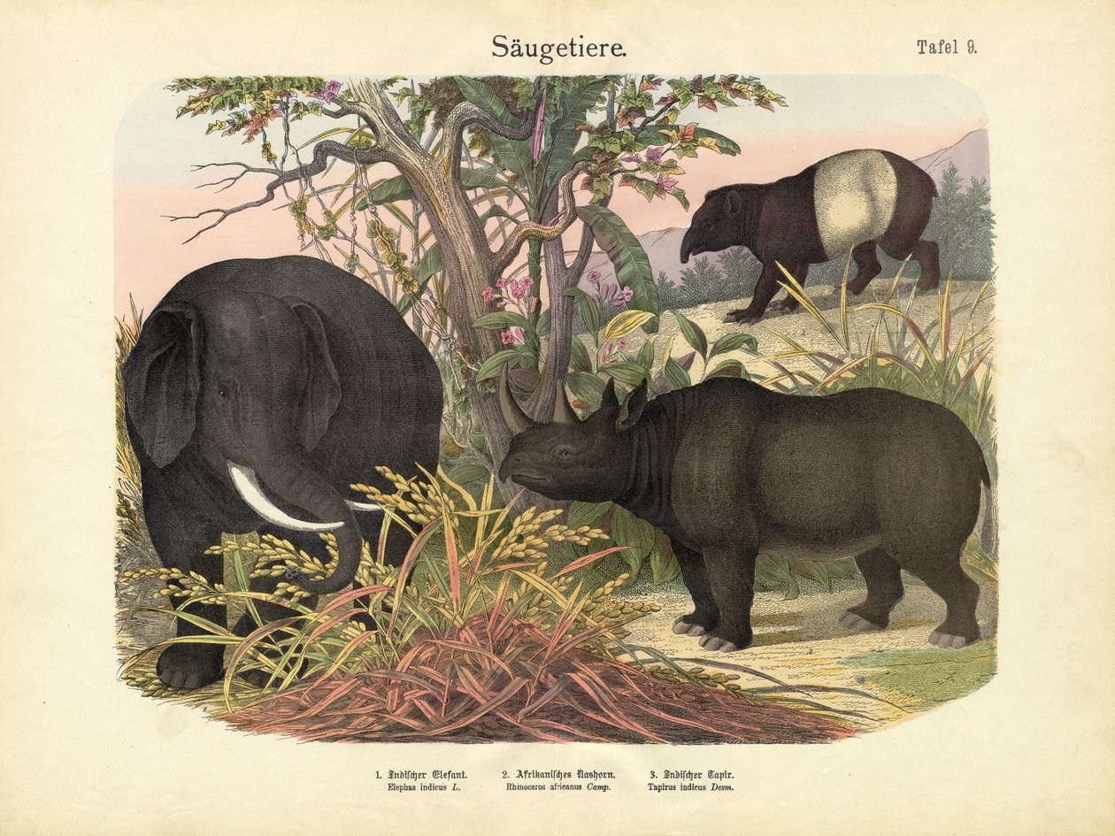 Mammals by German School