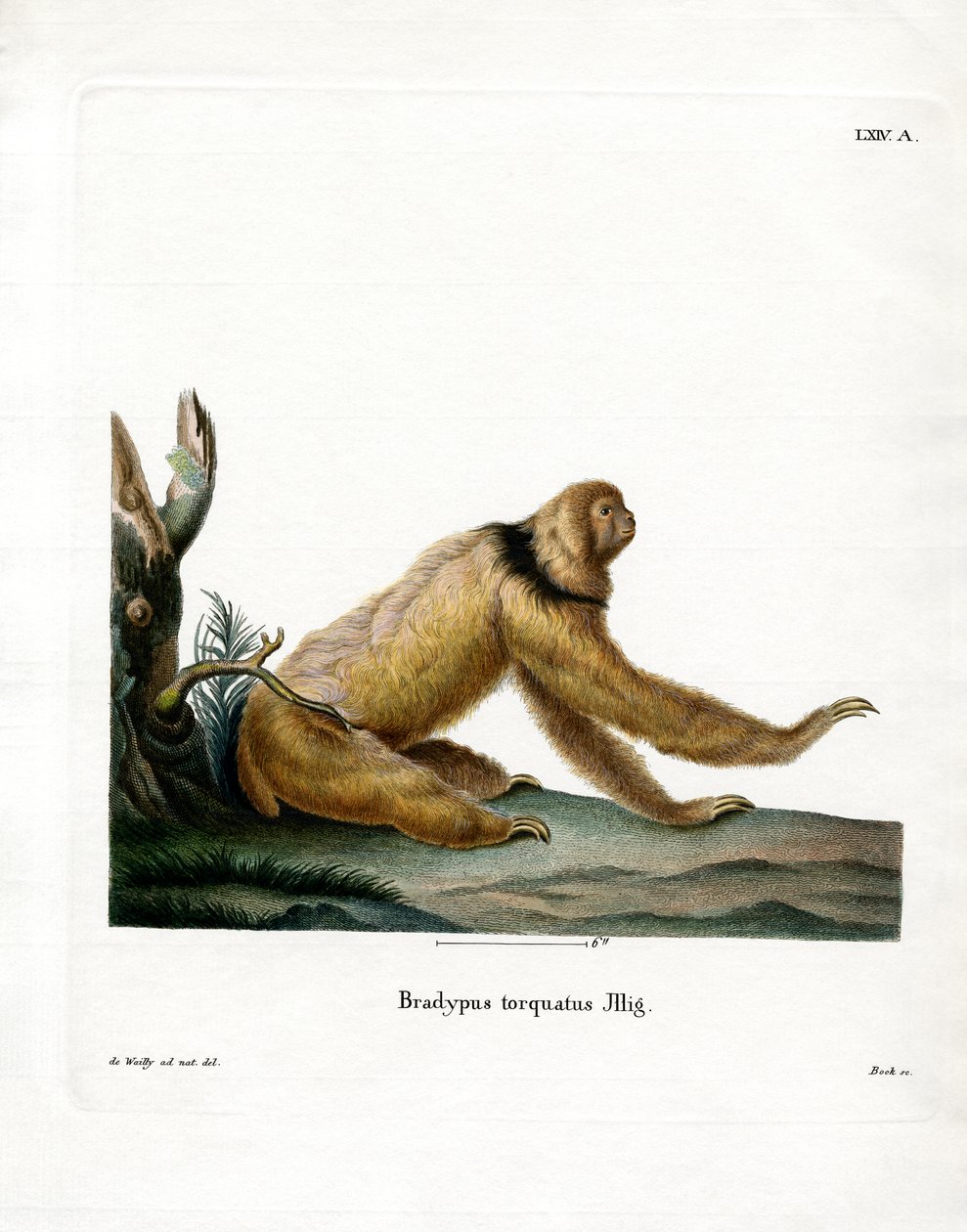 Maned Sloth by German School: Buy fine art print