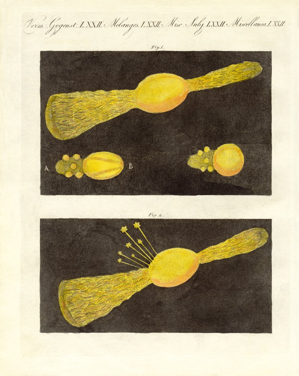 Meteor (coloured engraving) by German School