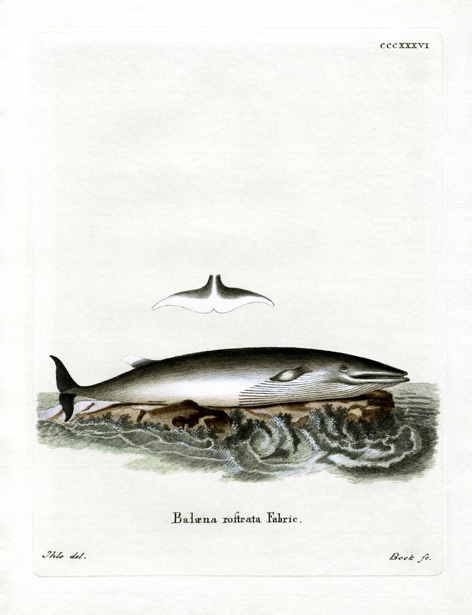 Minke Whale by German School