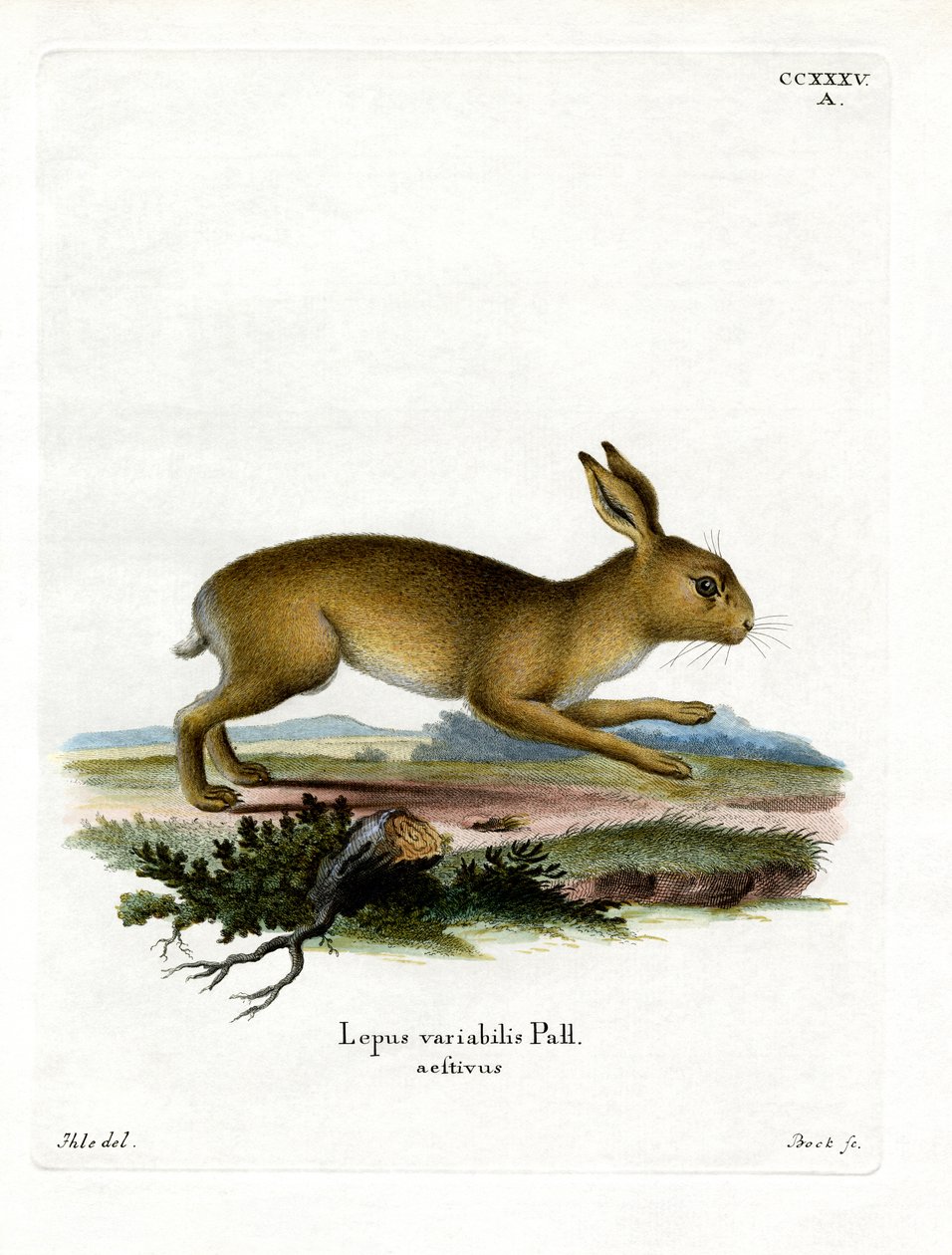 Mountain Hare by German School