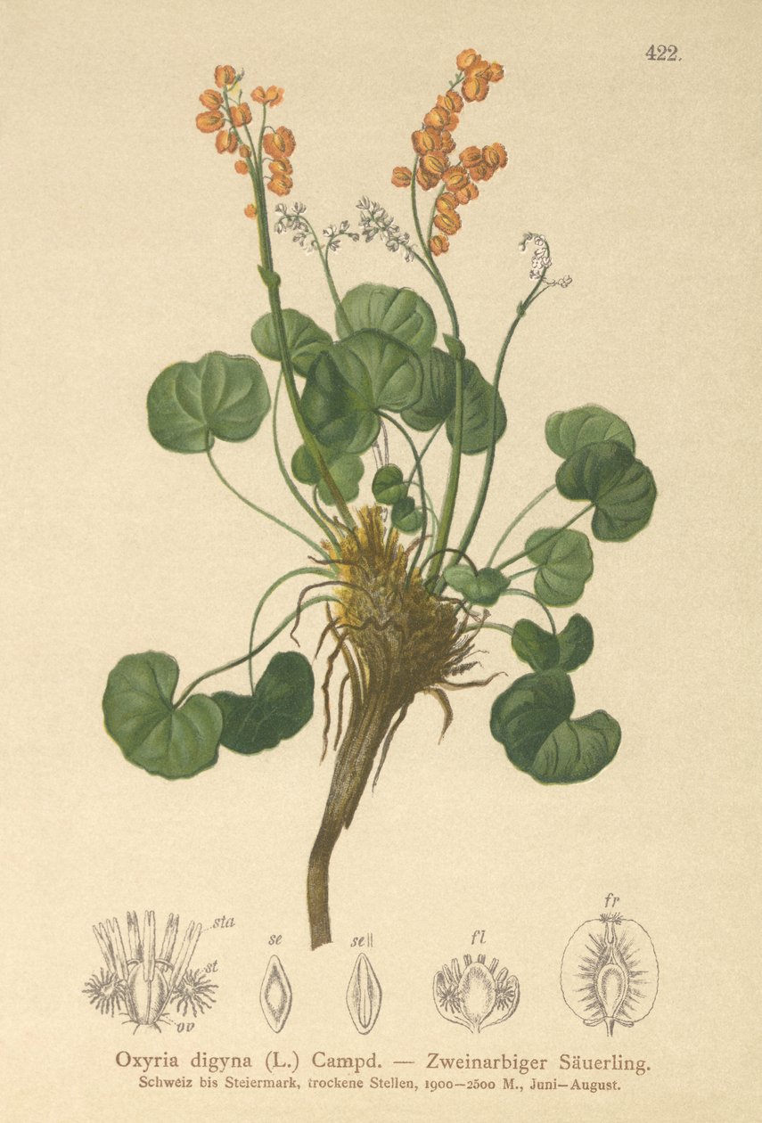 Mountain Sorrel by German School