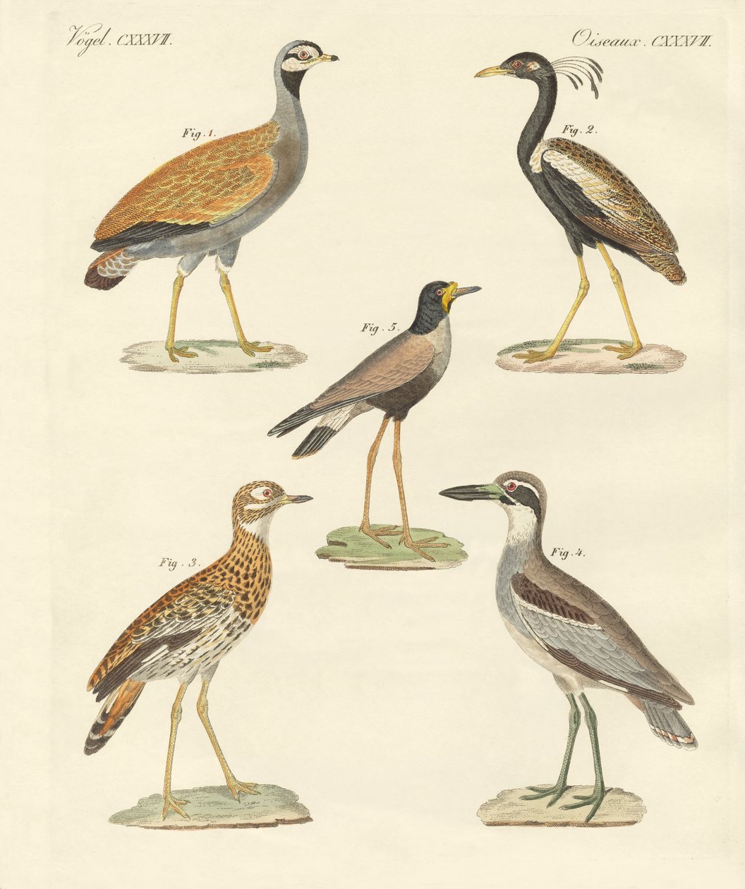New ratite birds by German School
