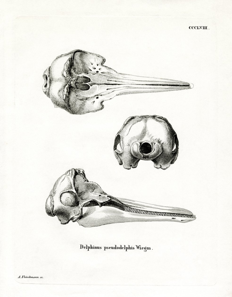 Pantropical Spotted Dolphin Skull by German School
