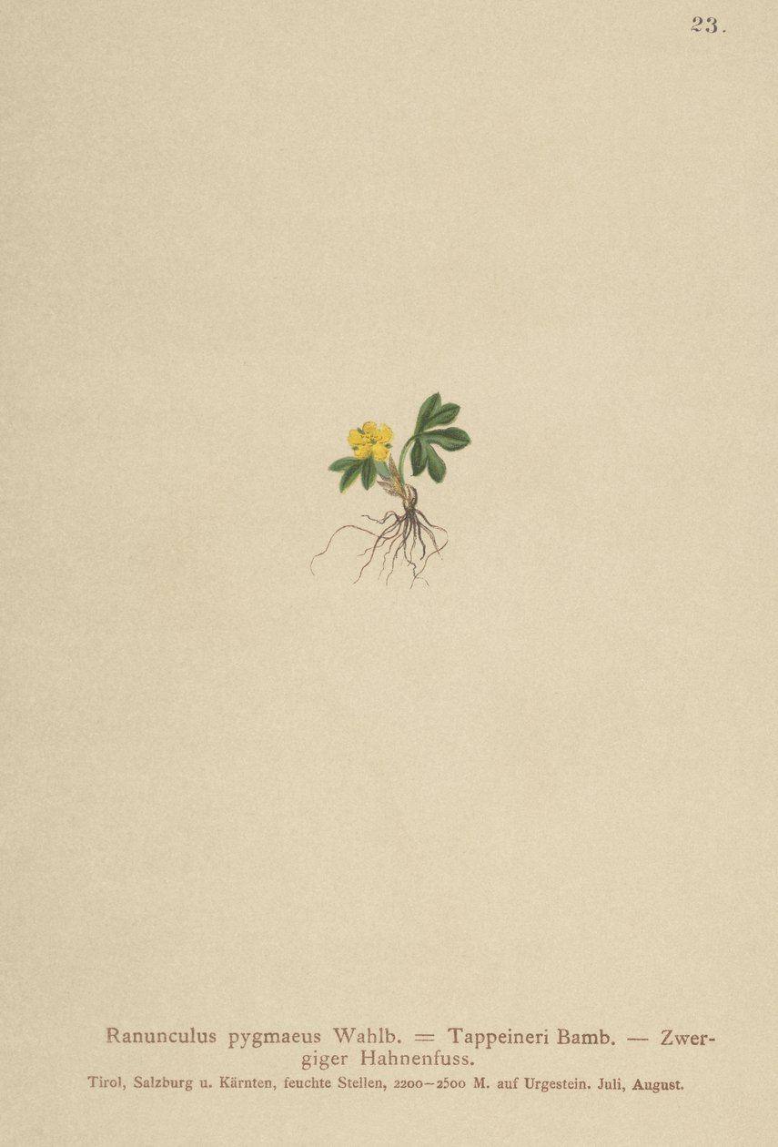 Pygmy Buttercup by German School