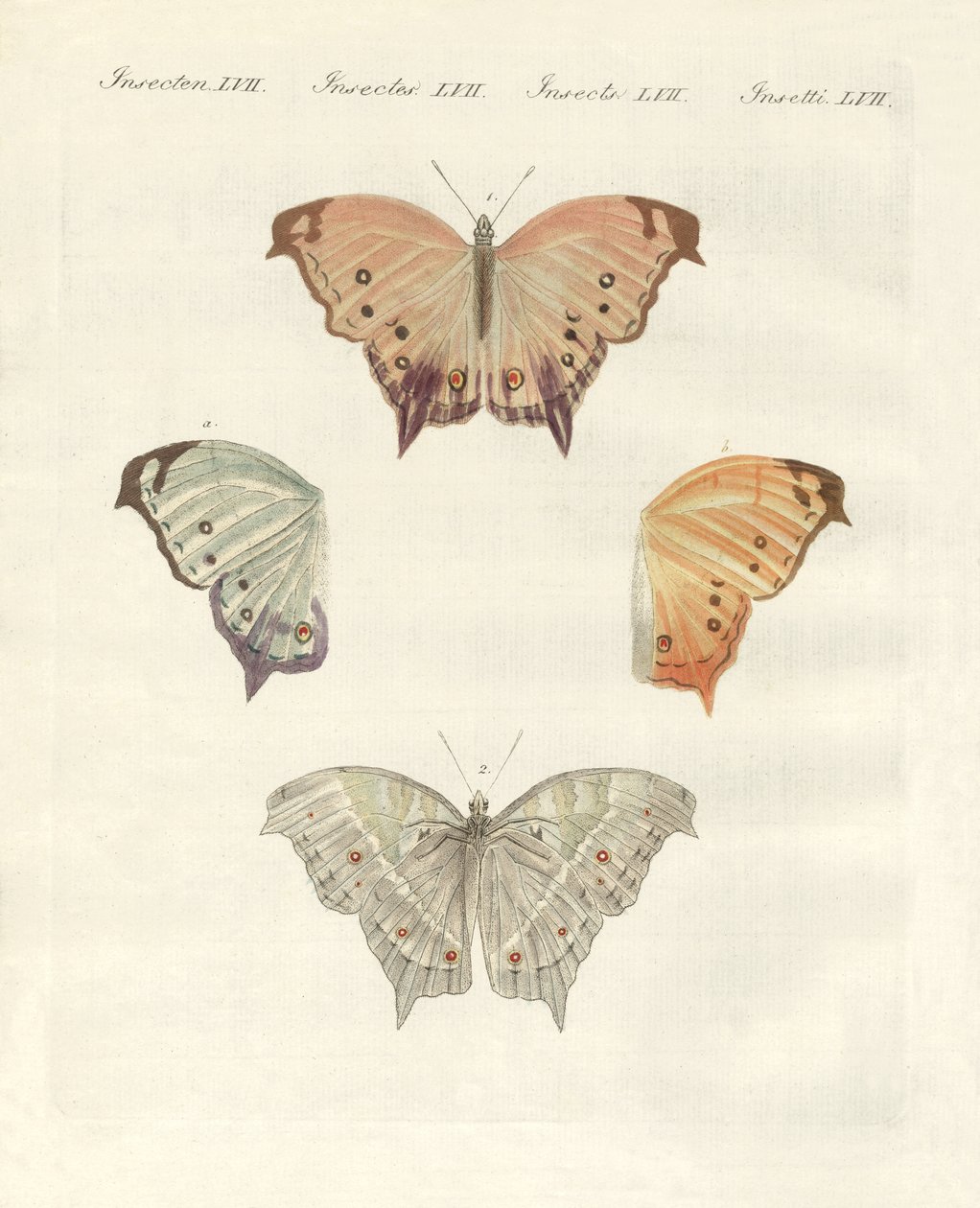 Rare butterflies by German School