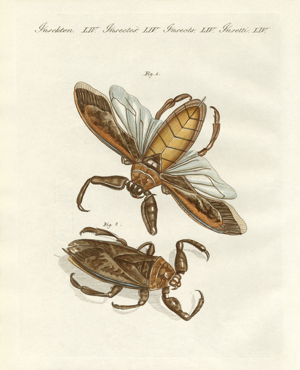 Rare insects by German School