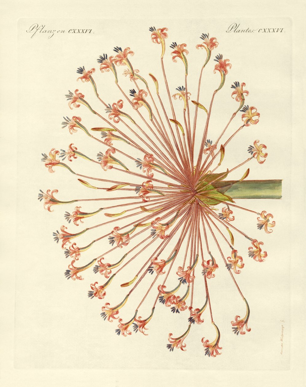 Rare Ornamental Plants (coloured engraving) by German School