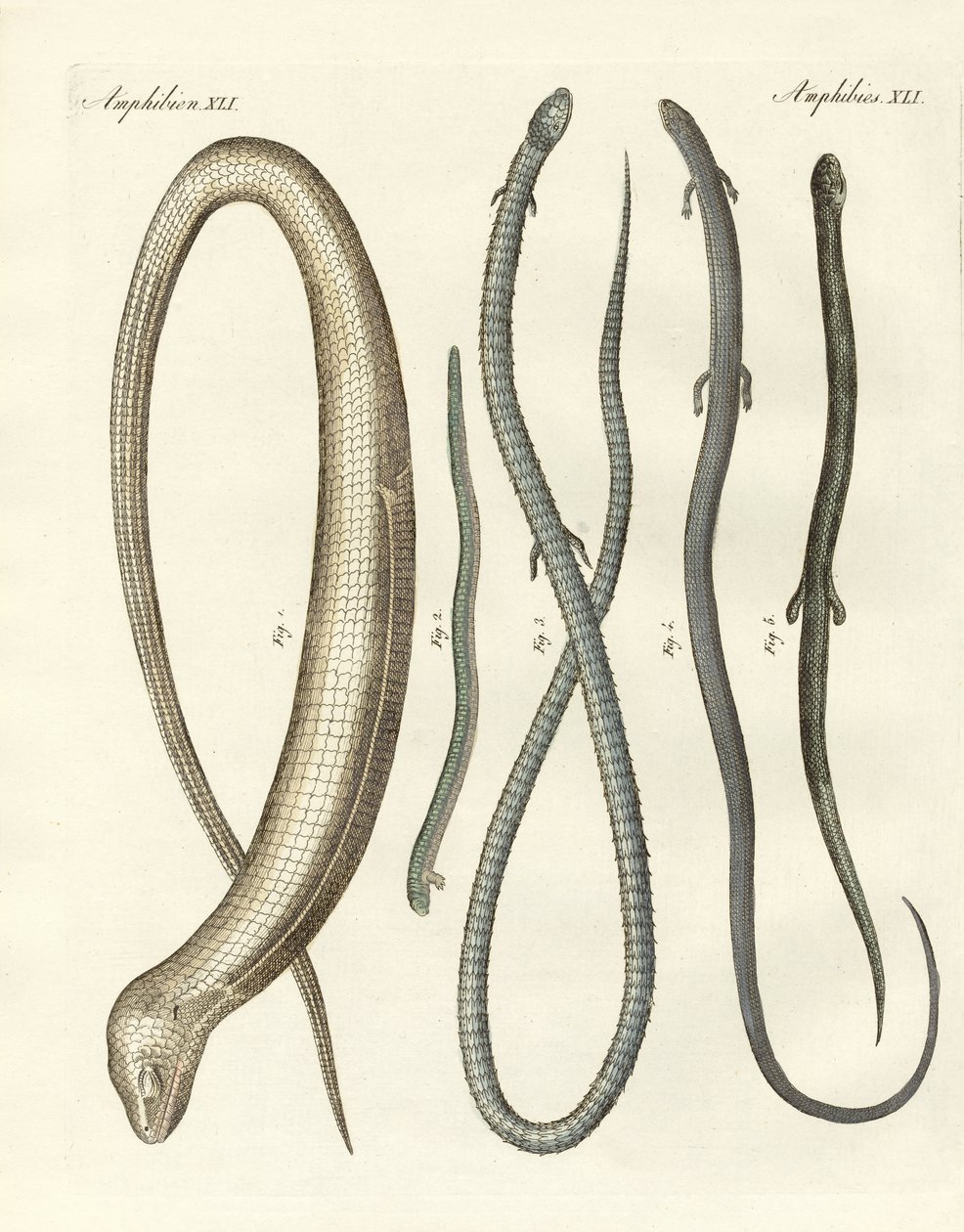 Rare Reptiles by German School