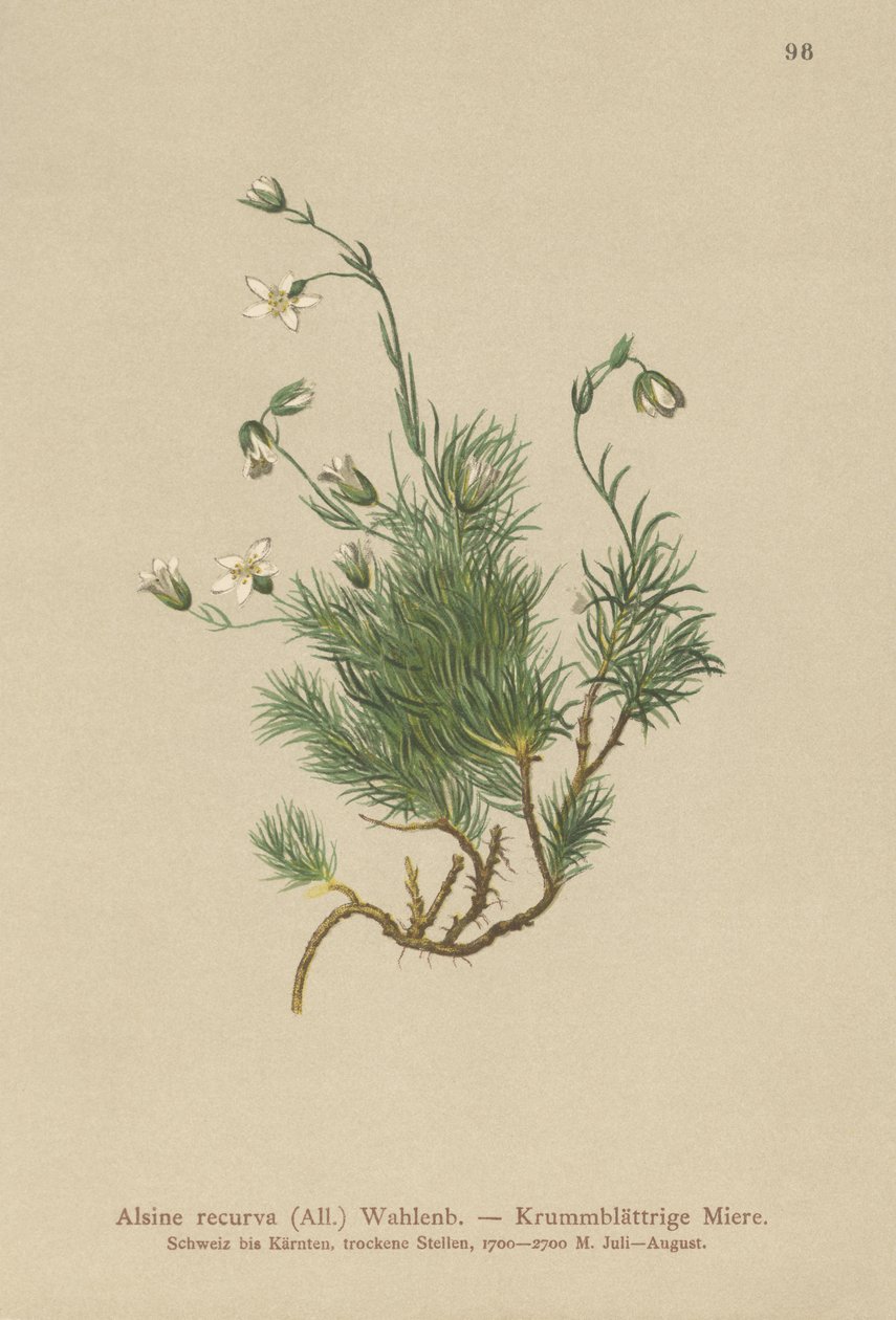 Recurved Sandwort by German School