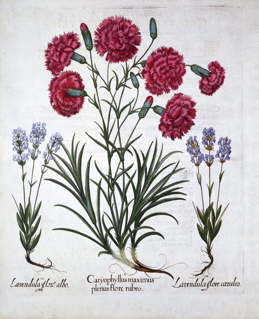 Red Carnation and Lavender, from Hortus Eystettensis by German School