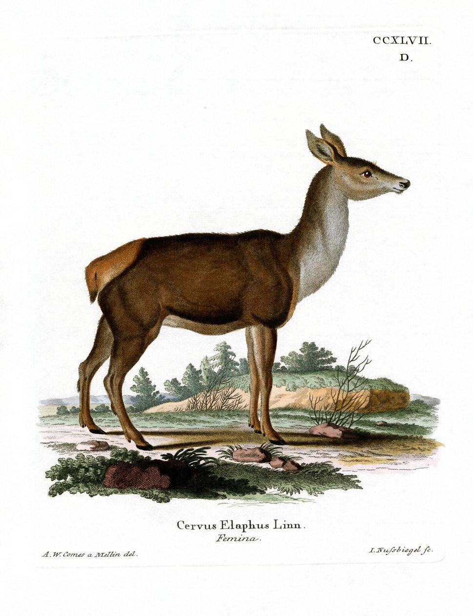 Red Deer by German School