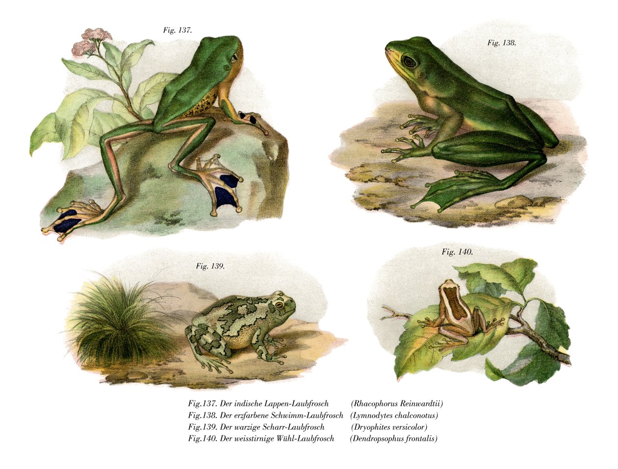 Reinwardt's Flying Frog by German School: Fine art print