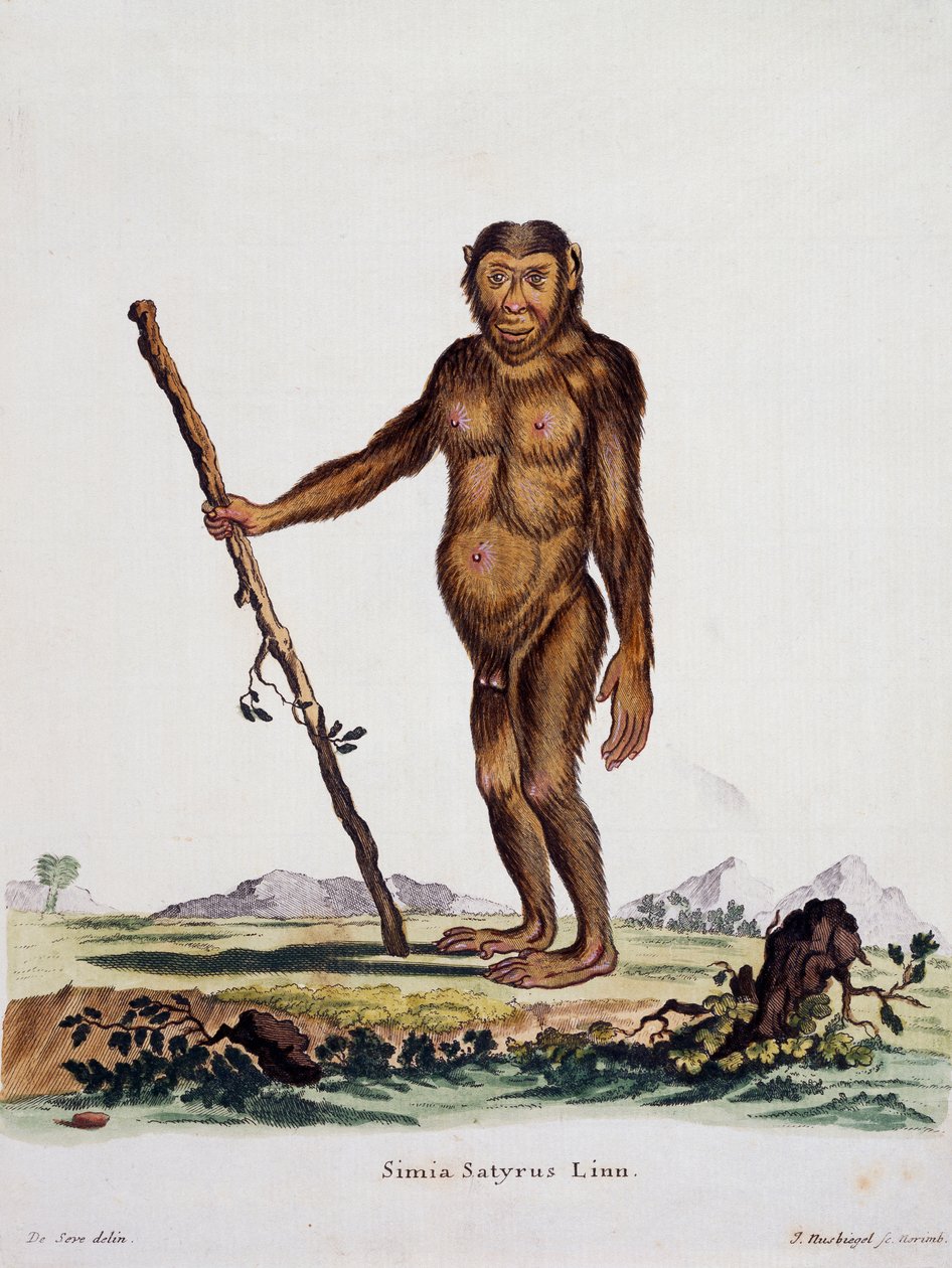 Simia satyrus, from Mammals illustrated from Nature with descriptions