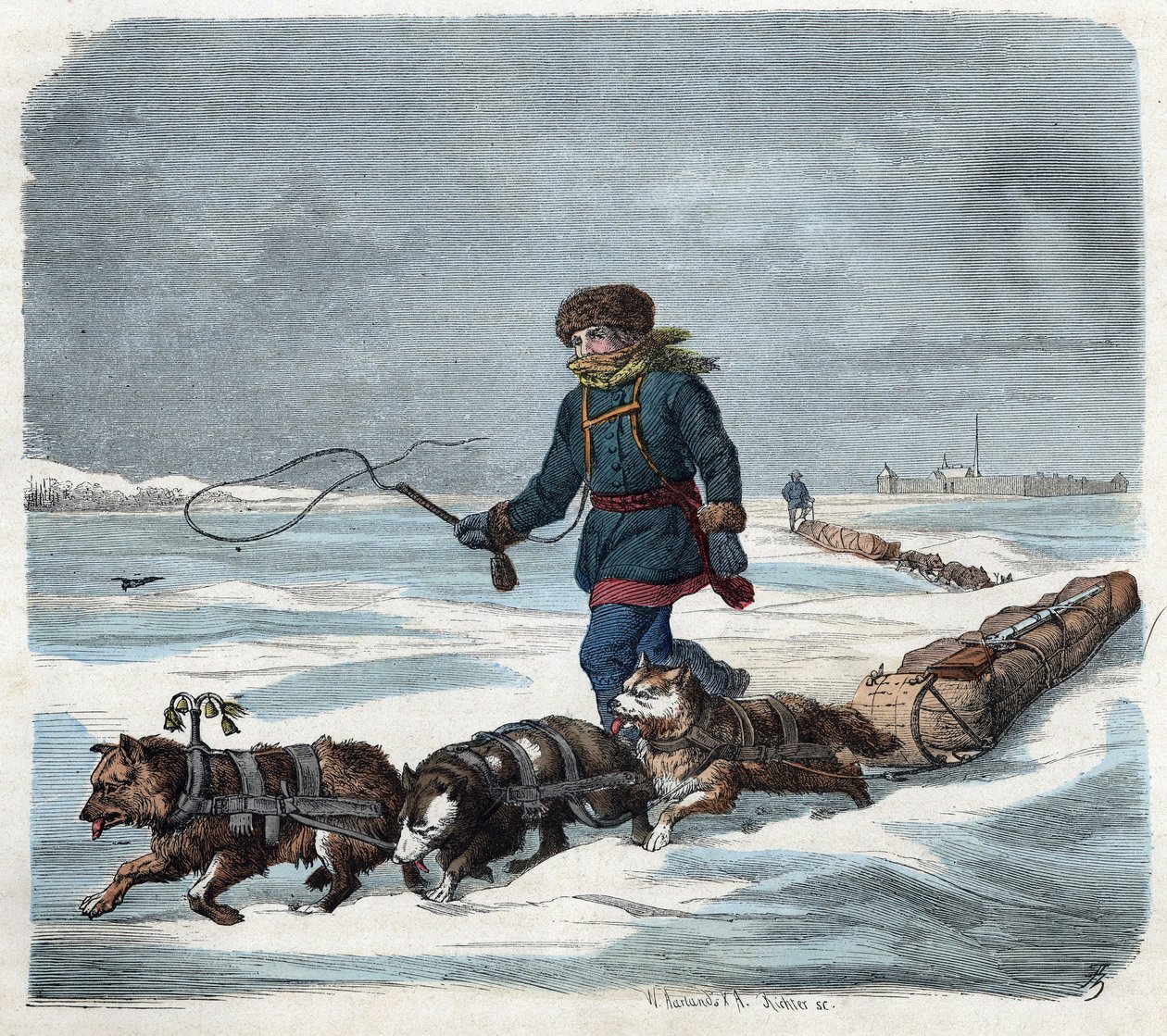 Sled dog in the snow of America. In 