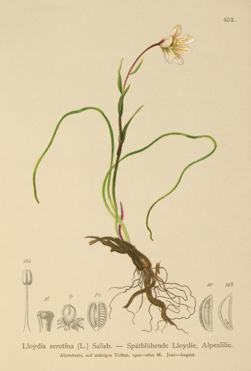 Snowdon Lily by German School