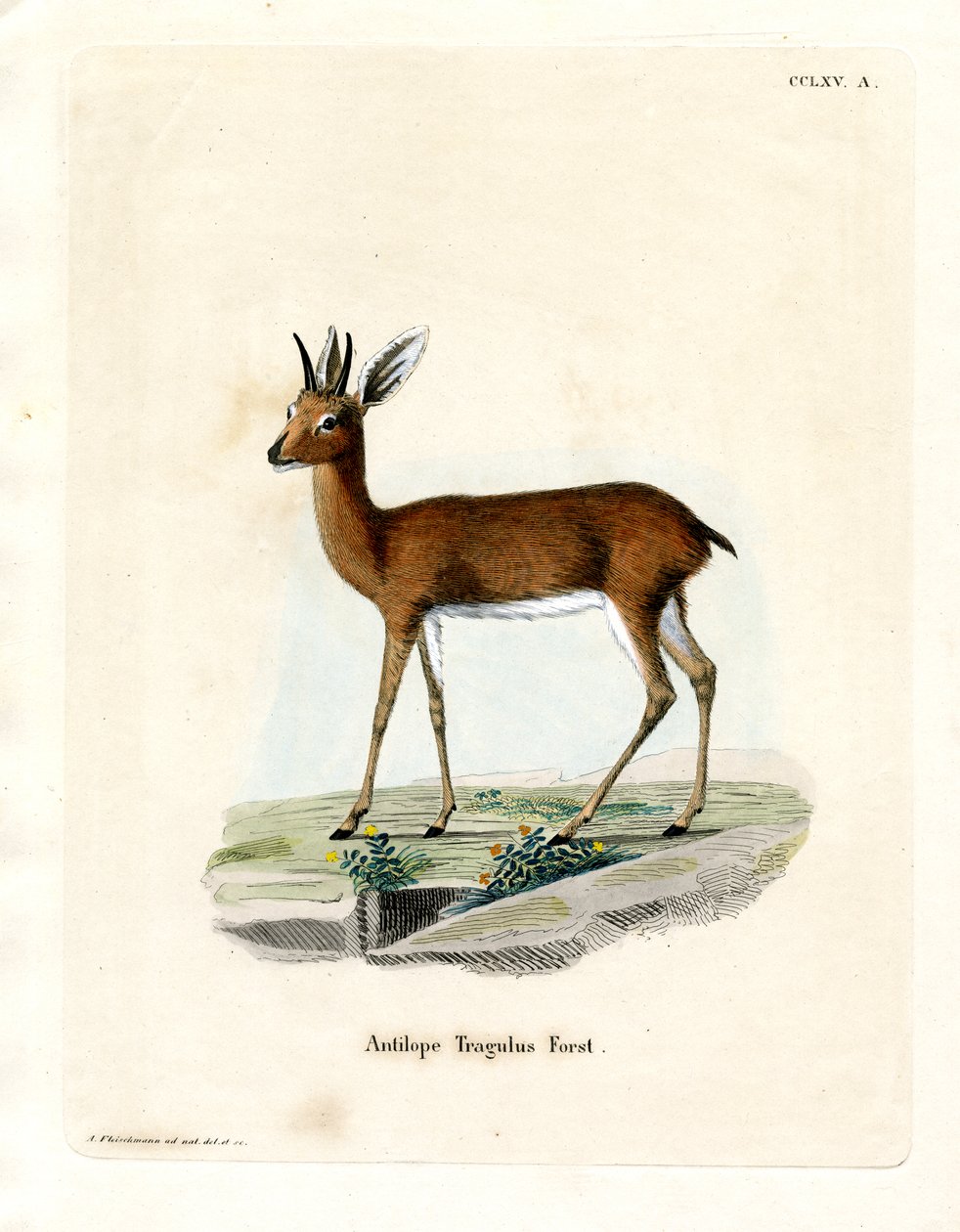 Steenbok by German School