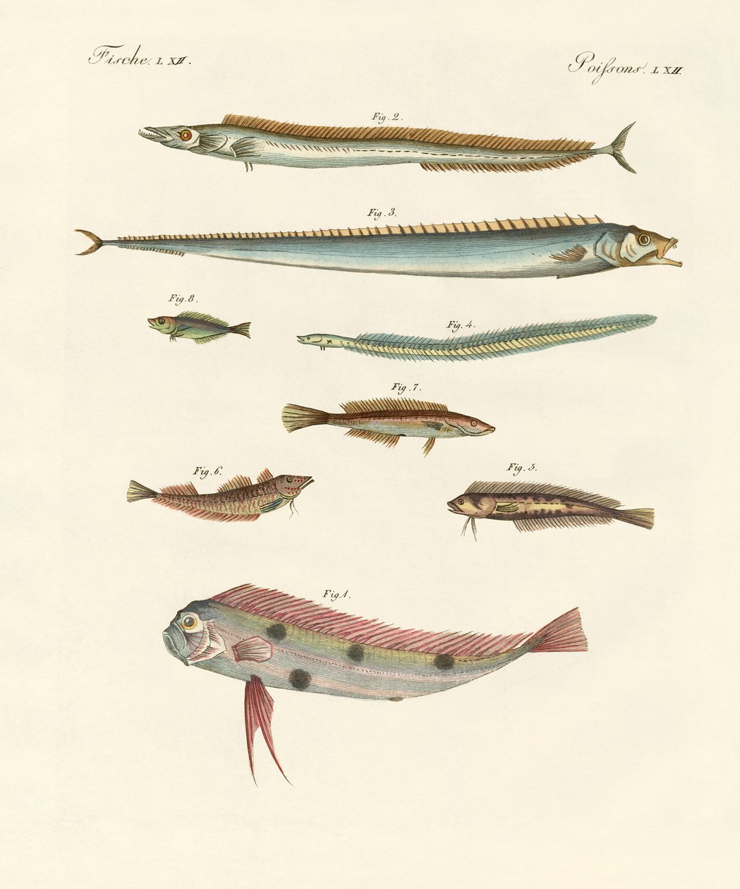 Strange and Beautiful Fish by German School