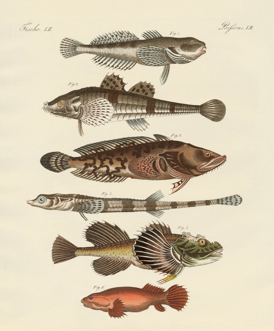 Strange Fish by German School: Buy fine art print