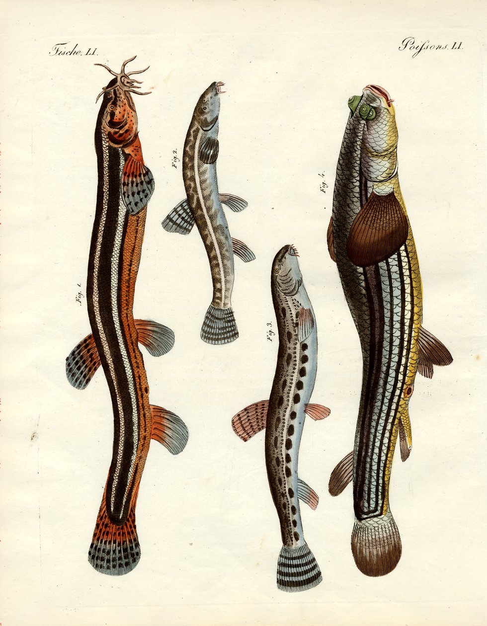 Strange fish by German School: Premium art reproduction
