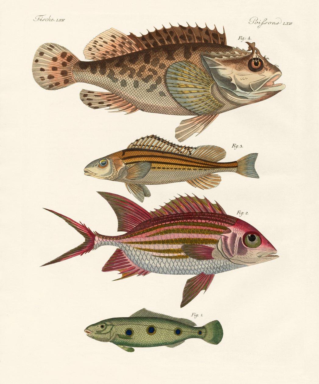 Strange fish by German School: Buy fine art print