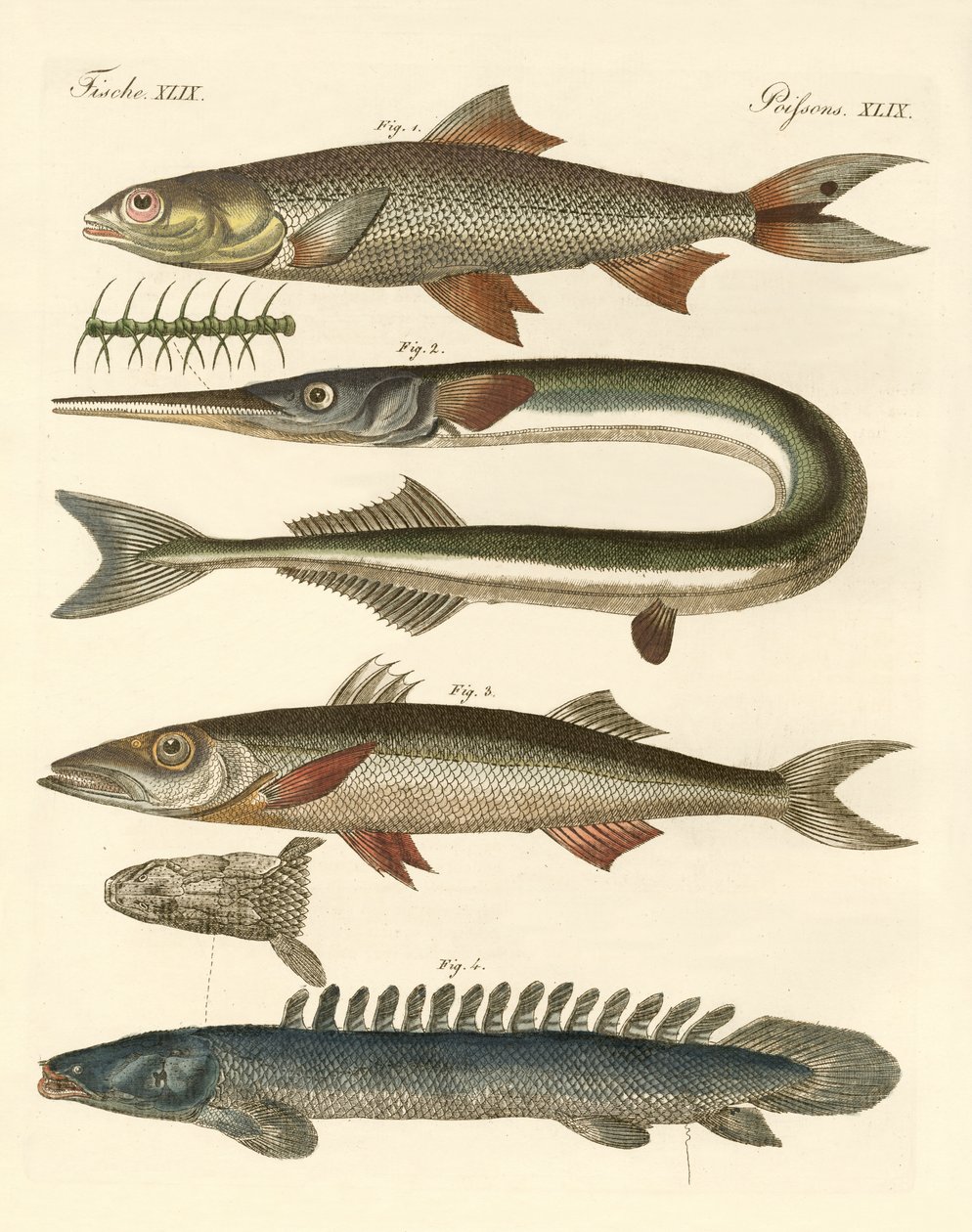 Strange fish by German School: Buy fine art print