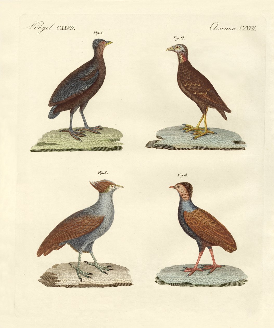 Strange hen-like birds by German School