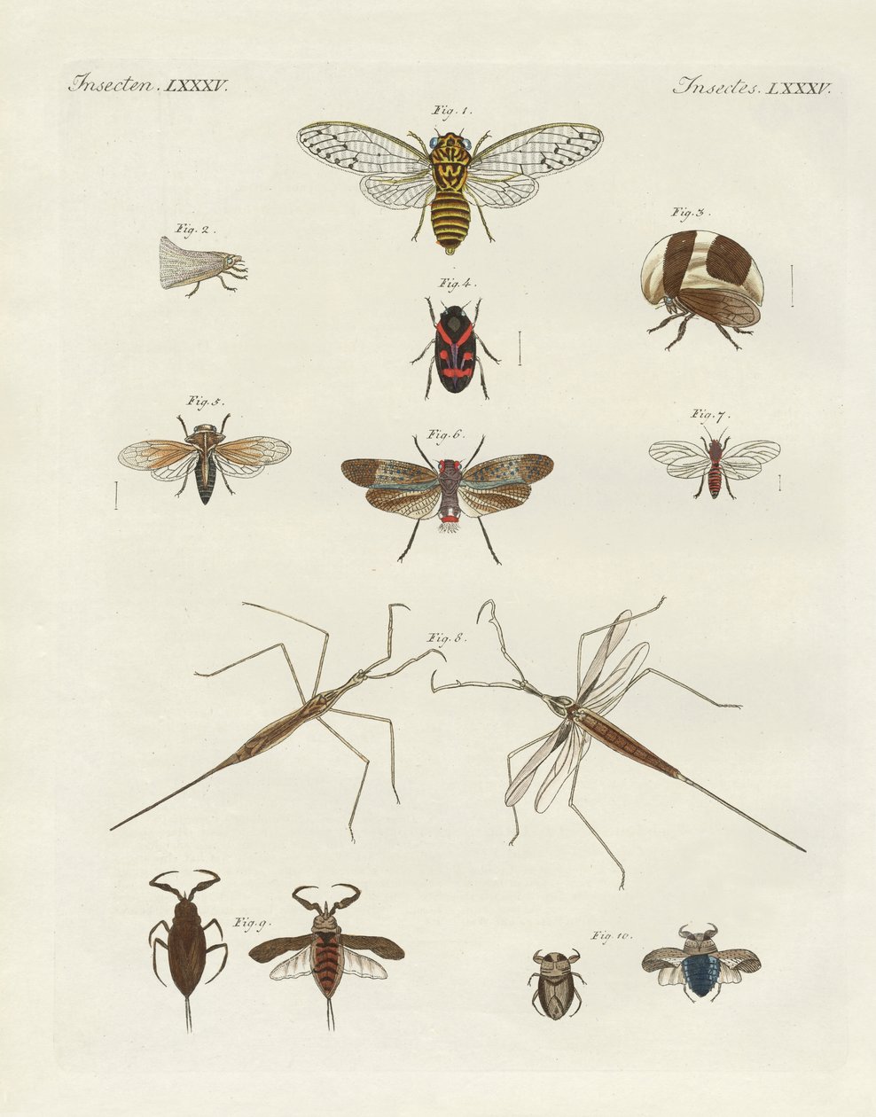 Strange insects by German School
