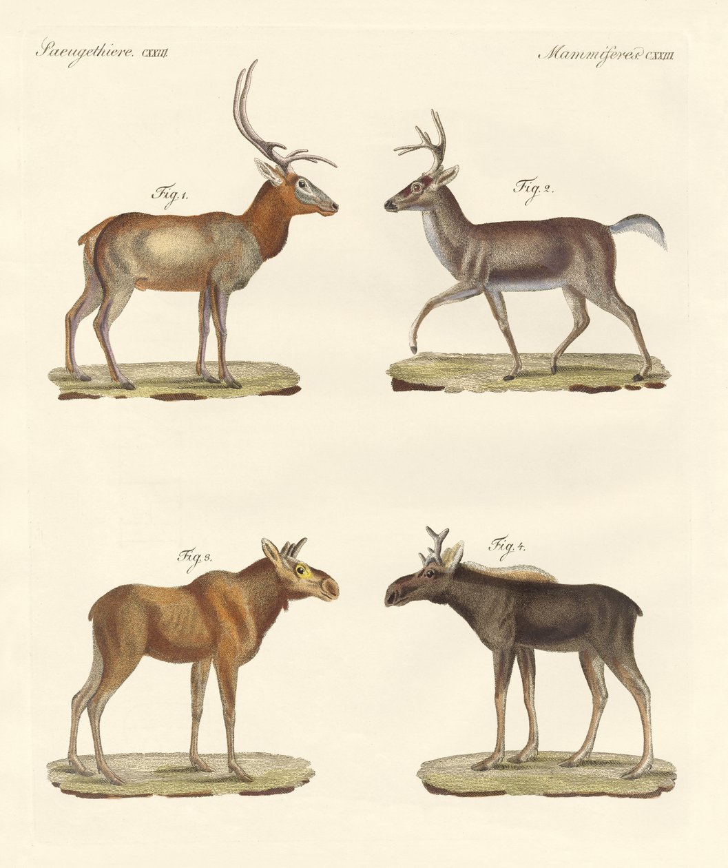 Strange mammals by German School