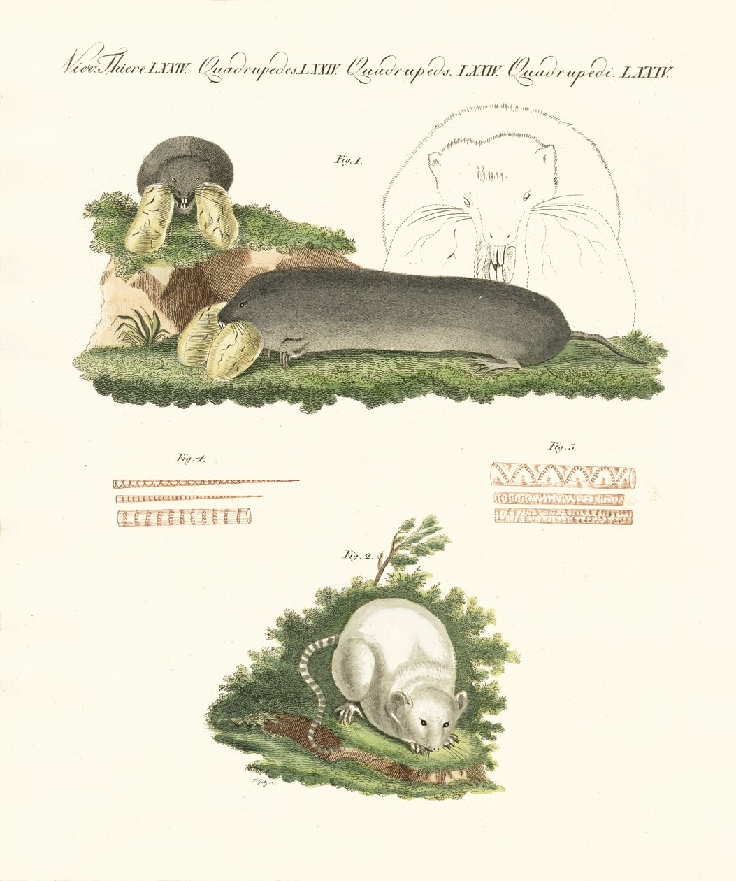 Strange mammals by German School