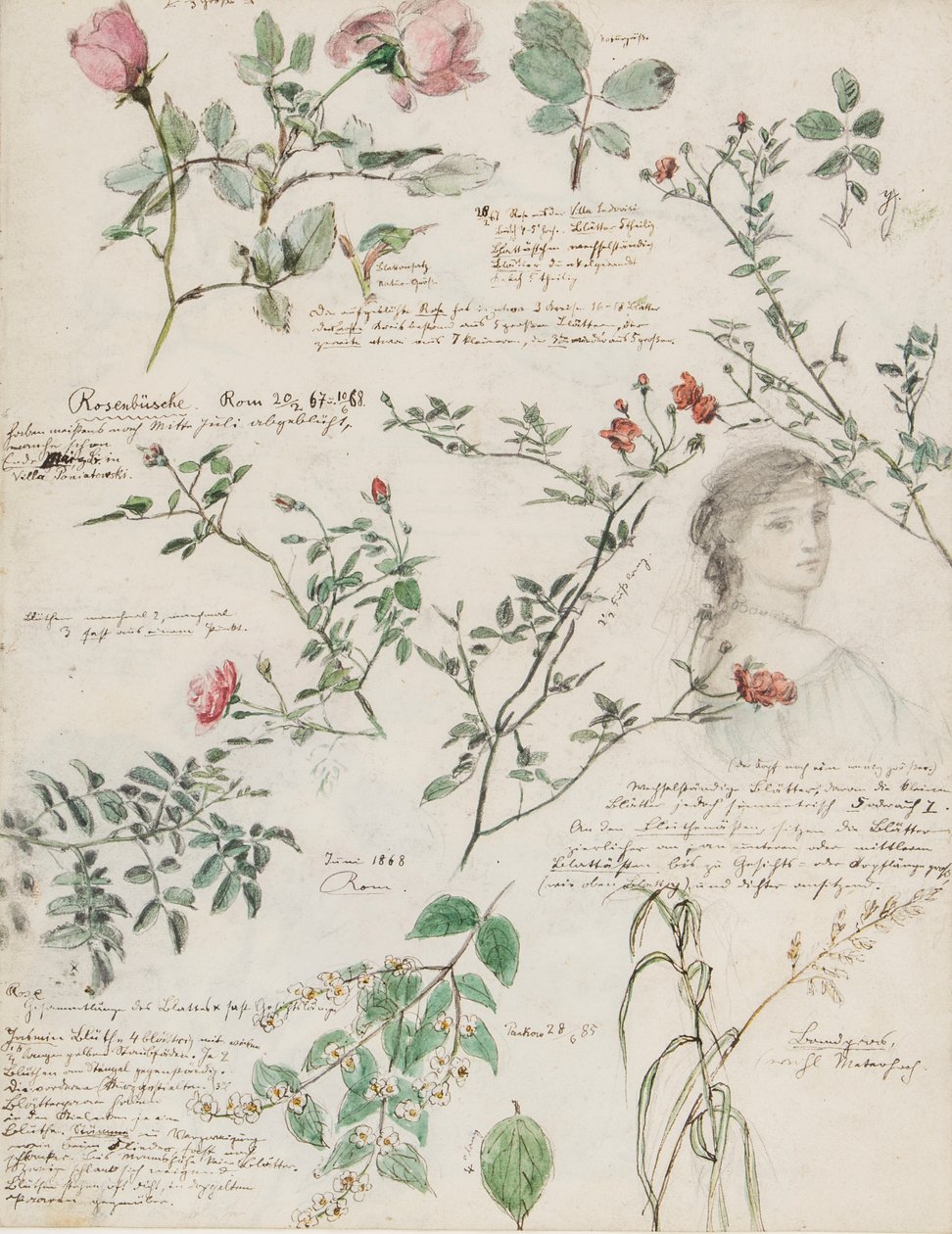 Studies of plants and figures made in Rome and Pankow, Berlin by German School