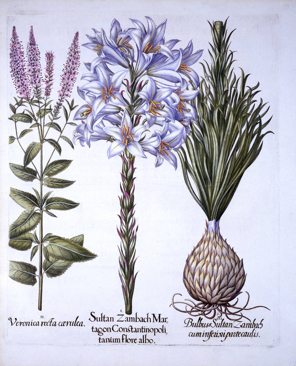 Sultan Zambach Lily and Bulb, Veronica, from Hortus Eystettensis by German School