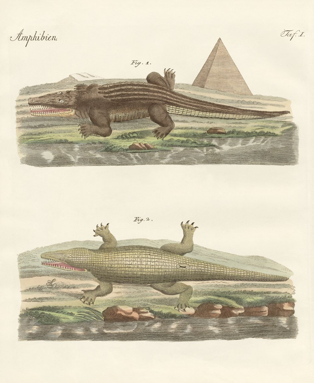 The crocodile by German School