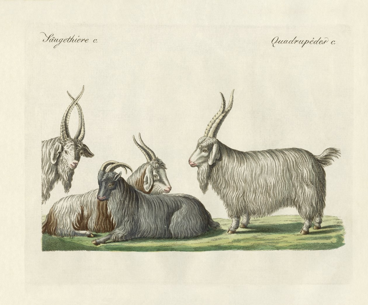 The Kashmir goats introduced in France by German School