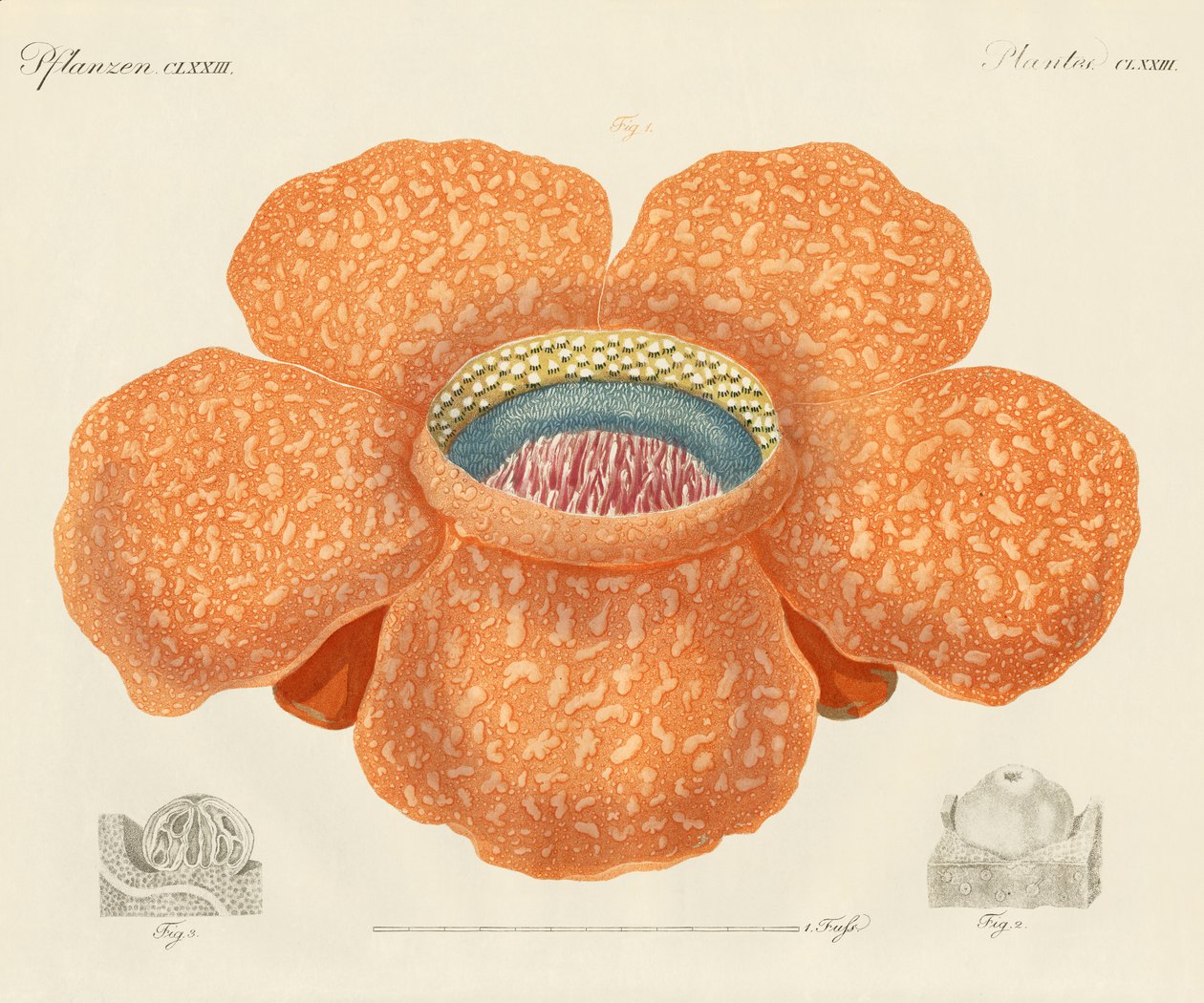 The largest of all known flowers by German School