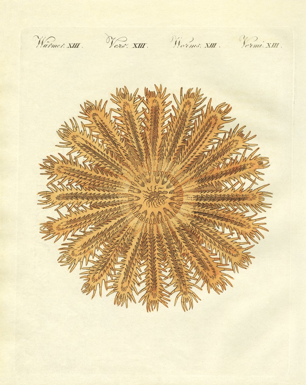 The Sea Urchin-Shaped Starfish by German School