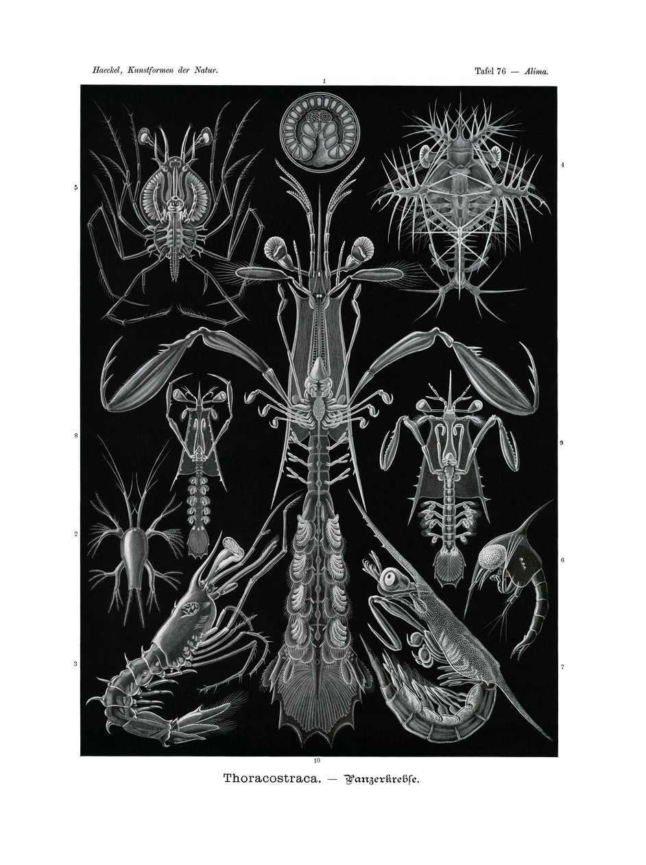 Thoracostraca by German School