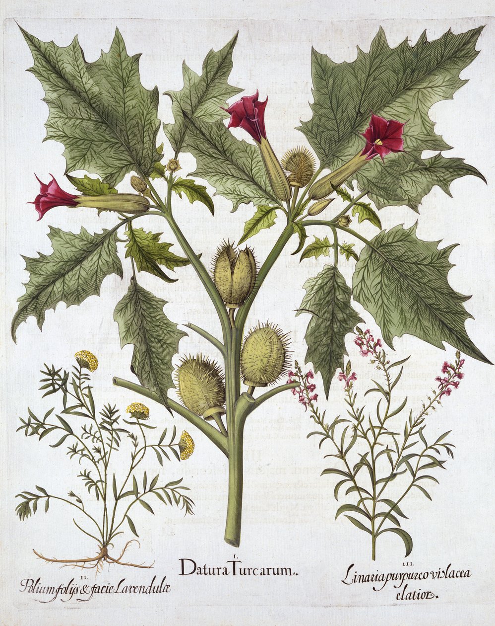 Thorn Apple, Germander and Purple Toadflax, from Hortus Eystettensis by German School