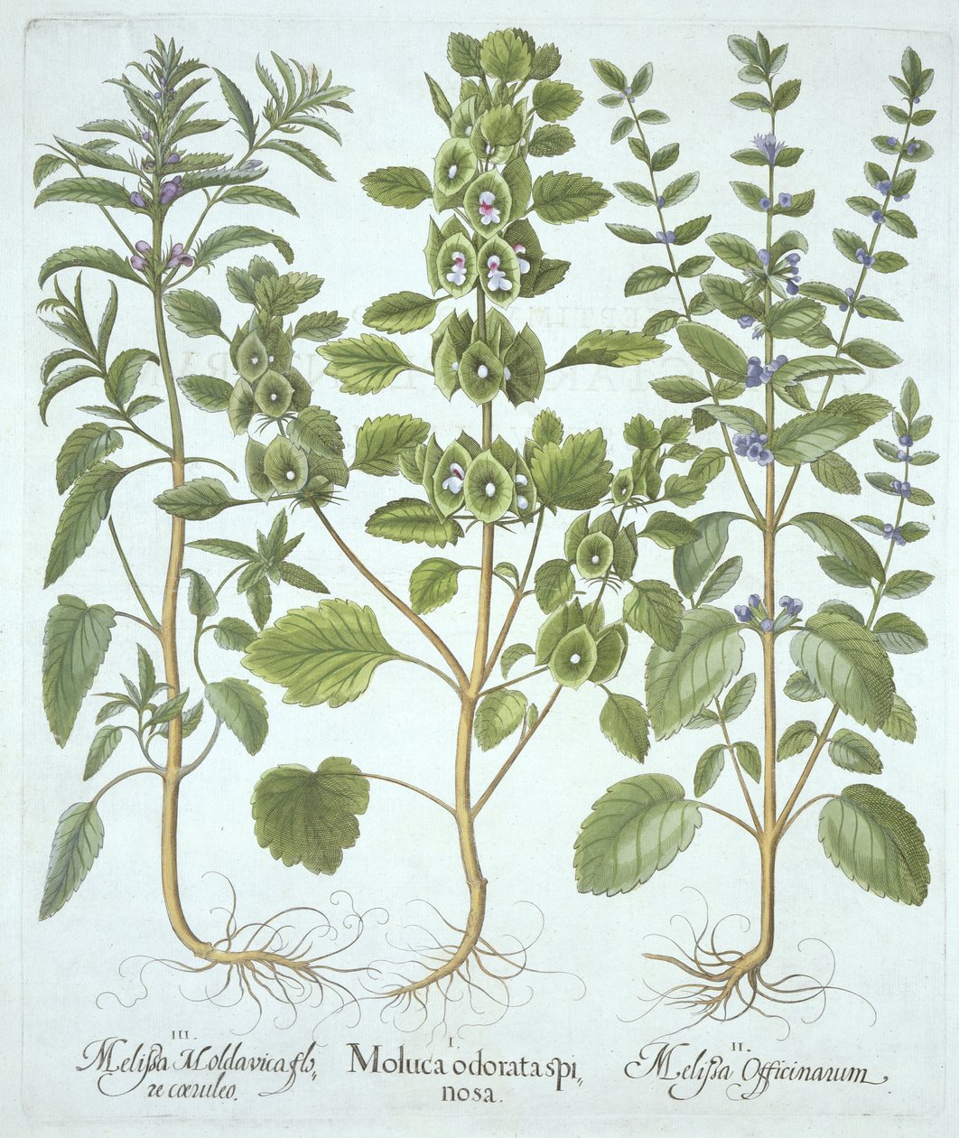 Three Types of Balm, from Hortus Eystettensis by German School