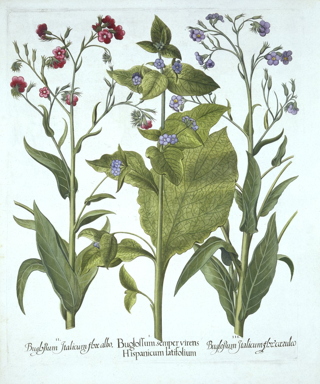 Three Varieties of Bugloss, from Hortus Eystettensis by German School