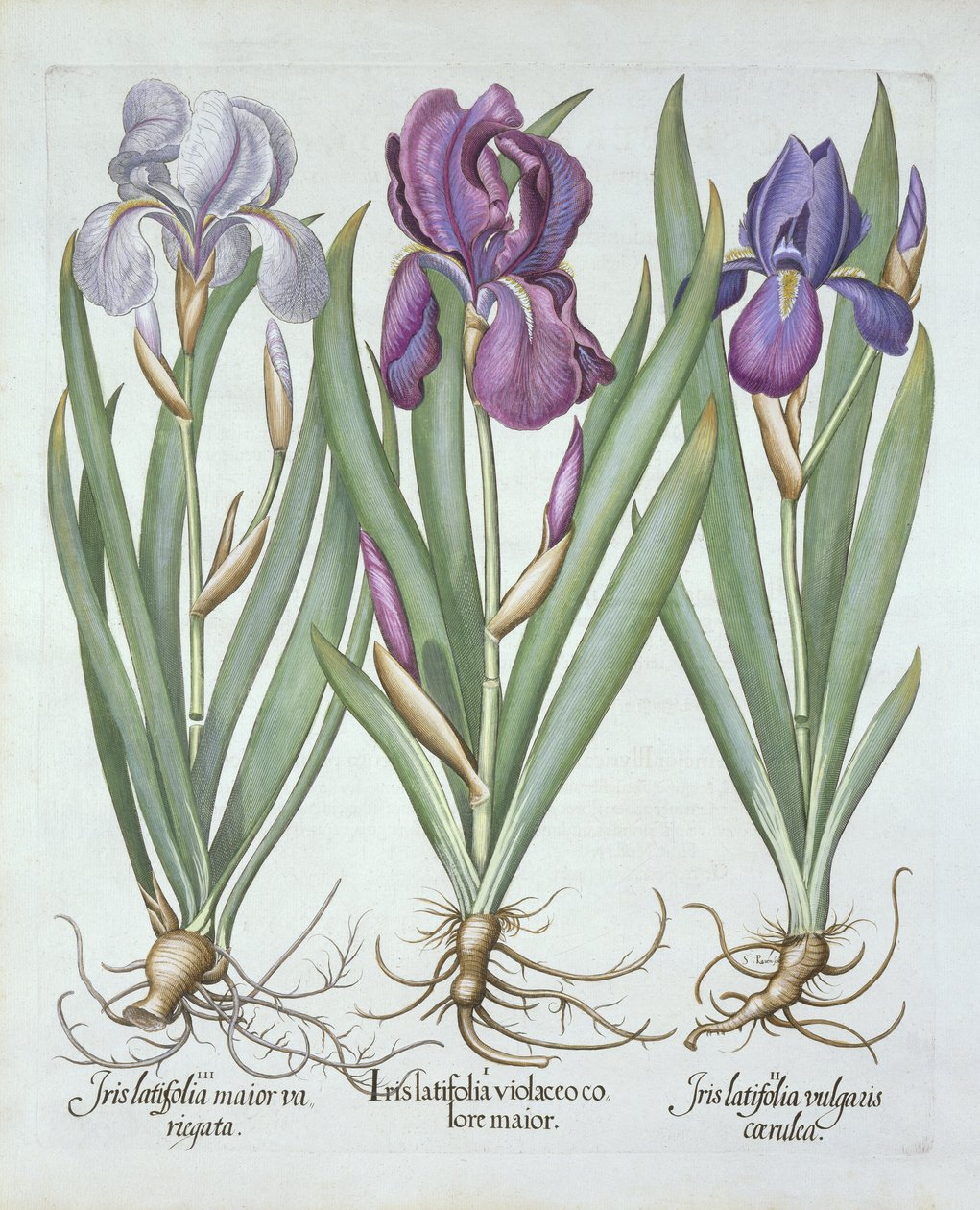 Three Varieties of Rhizomatous Bearded Irises, from Hortus Eystettensis by German School