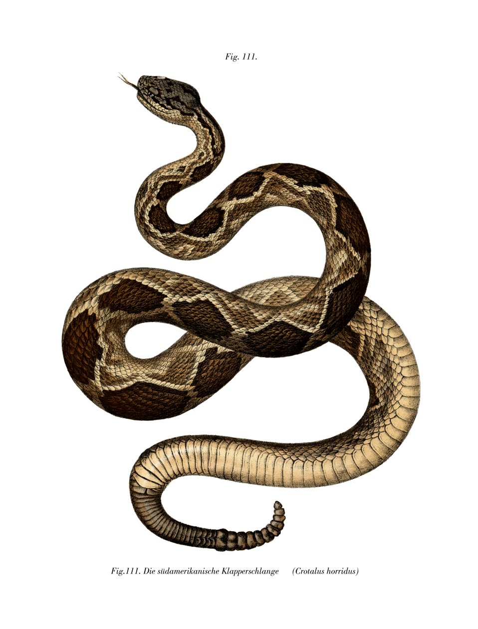 Timber Rattlesnake by German School: Buy fine art print