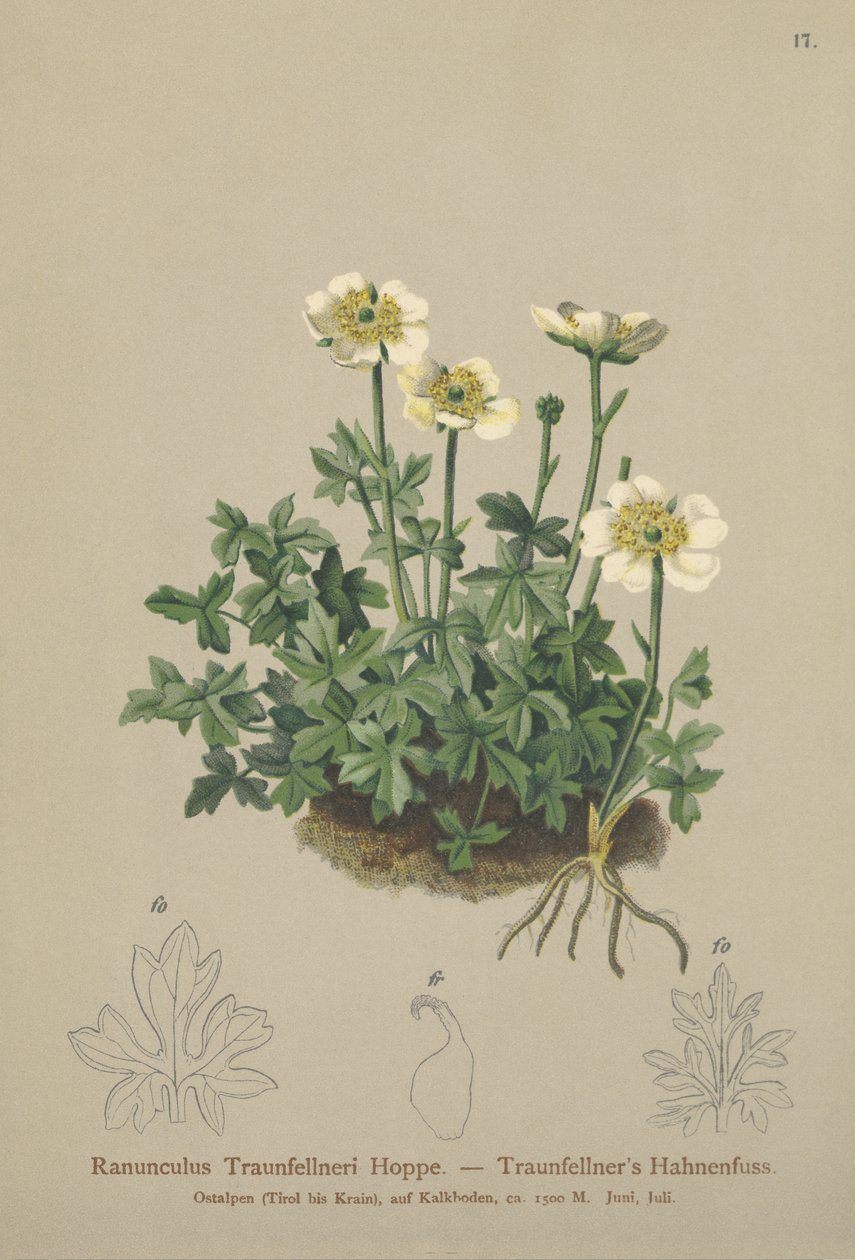 Traunfellner