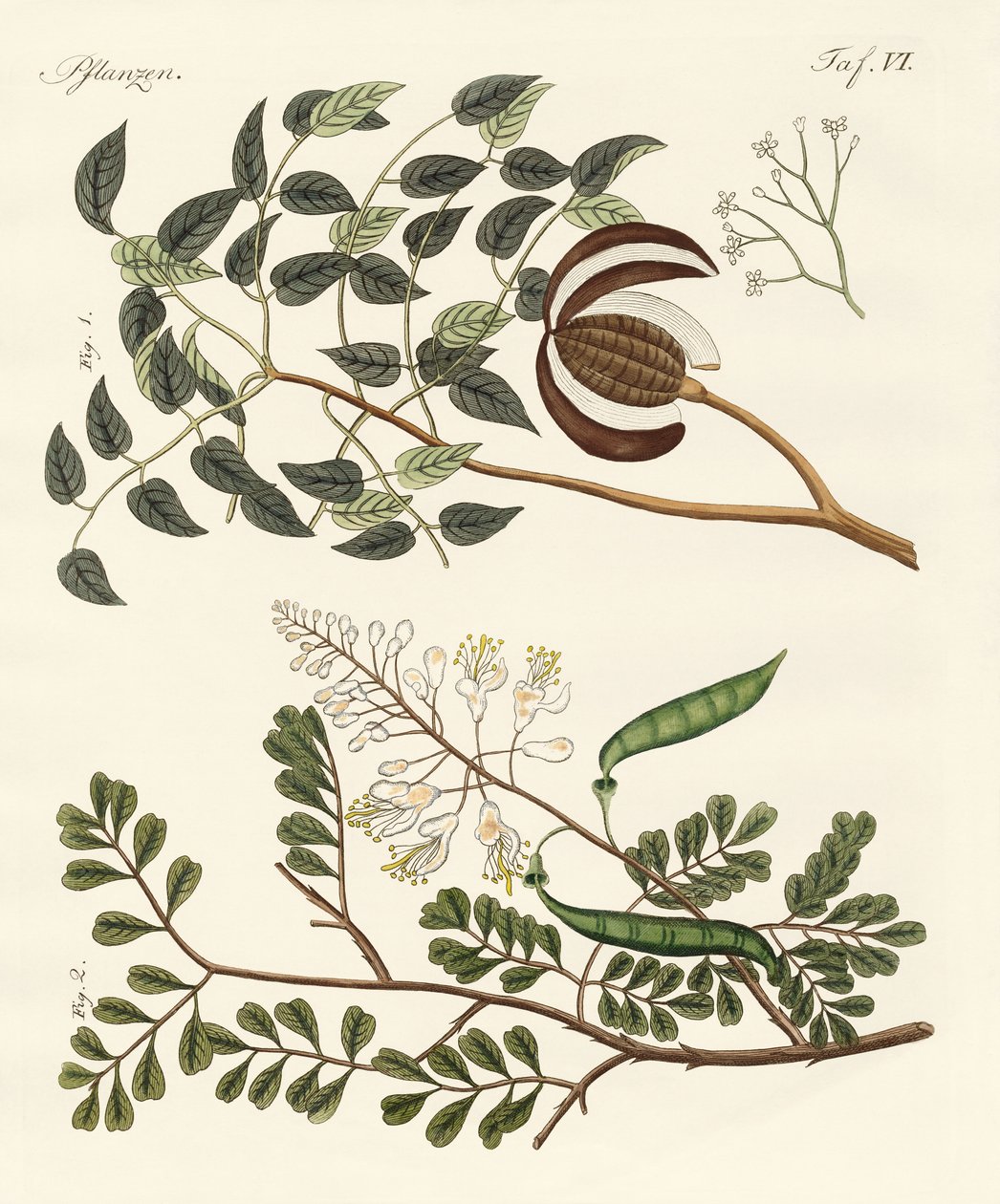 Trees from hot countries by German School: Fine art print