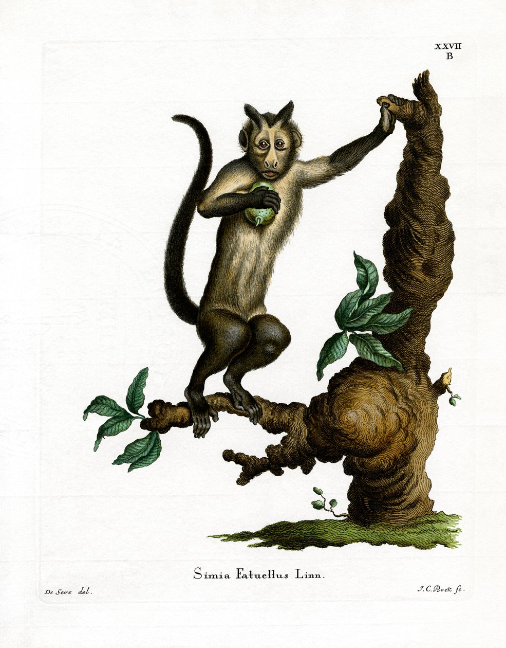 Tufted Capuchin by German School: Buy fine art print