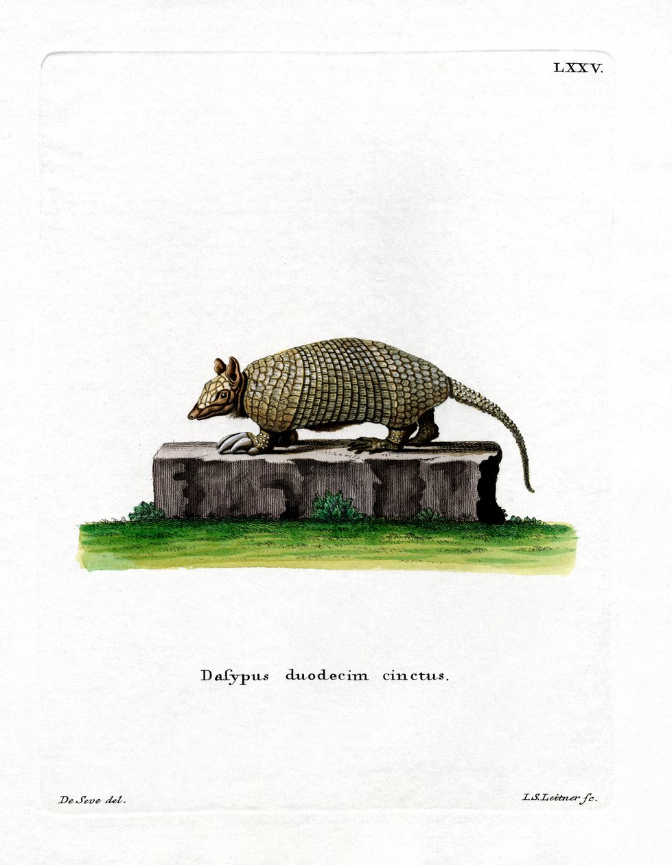 Twelve-banded Armadillo by German School